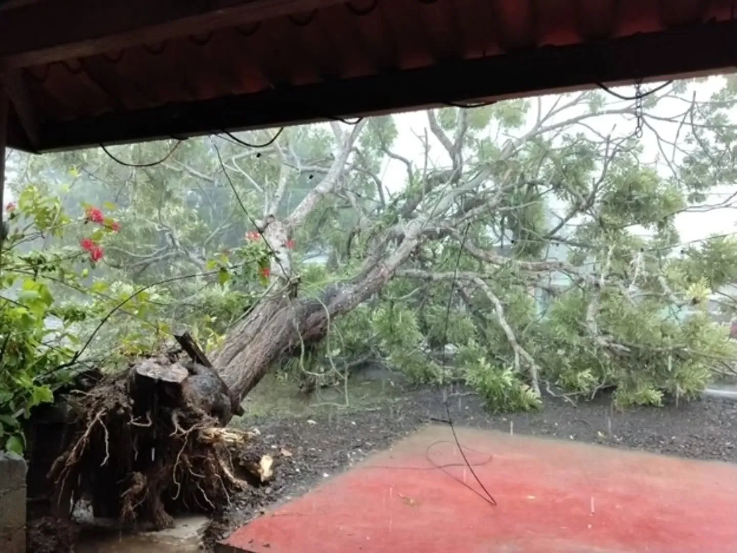 A number of provinces have reported the fall of trees in housing and roads.